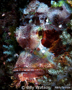 Scorpionfish are always a fun find.  The textures, endles... by Billy Watson 